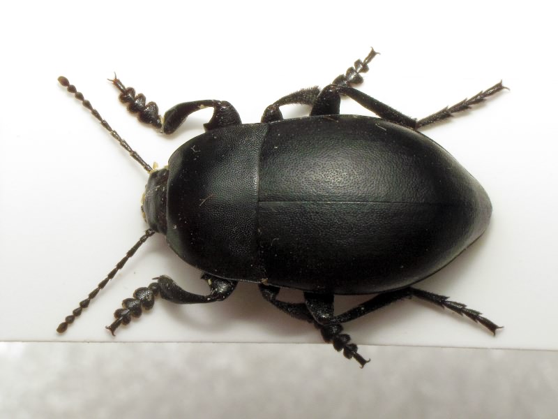 Oodescelis melas (Fischer von Waldheim, 1823)